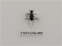 藏品(白點虎甲蟲)的圖片